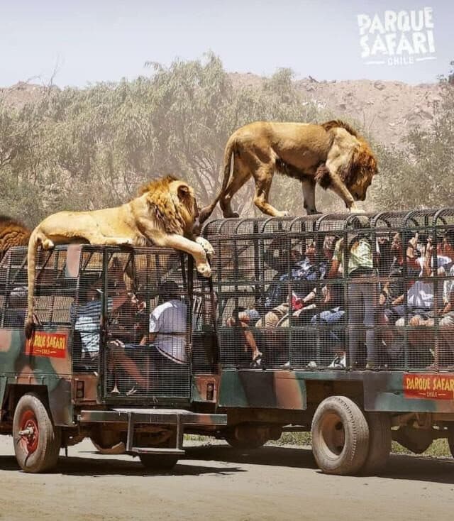 Parque Safari Rancagua